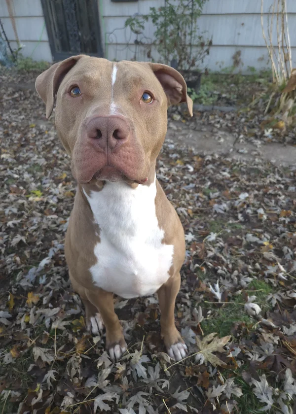 henry dog headshot starling construction
